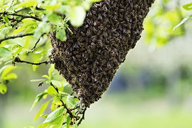 Bienenschwarm hängt als Traube in einem Baum